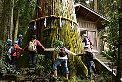 写真：五柱神社にある東京一太い杉を測る（平成23年度）。