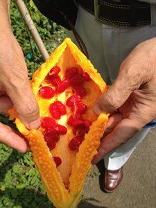 黄色く熟したゴーヤの実を割ると、中には真っ赤な種が並ぶ。この赤い種は、食べると甘い。