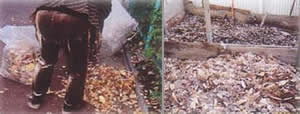 鷺宮西住宅からは、団地内のケヤキの落ち葉で作った良質な堆肥を提供してもらった
