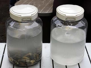 アサリを使った水質浄化実験(2)
