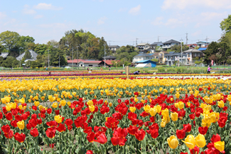 色とりどりの花を咲かせる、羽村市の「チューリップまつり」。