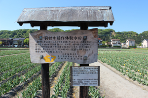 田んぼの前に掲示されている、「羽村市稲作体験水田」の看板。
