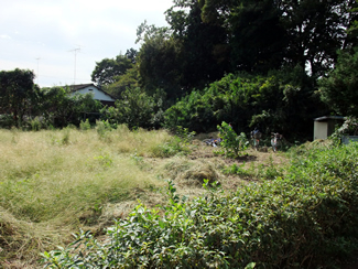 畑だったこの土地も、数年放置されたことで、写真のような状況に…。草が生い茂り、笹もたくさん入り込んでいた（2009年10月）。