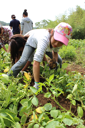 6月の畑作業では、ジャガイモの掘り起こしやサツマイモのツルの植え付けなどを体験。