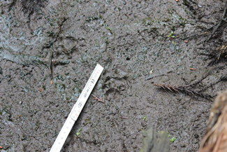 湿地の泥面にくっきりと残ったタヌキの足跡。この日は、アライグマの痕跡（こんせき）を見つけることはできなかった。