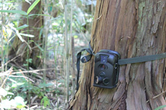 木にくくりつけてあるセンサーカメラ。これらの情報をもとに、ワナの設置位置を調整したり、稼動期間を検討したりしている。