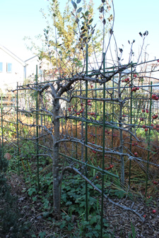 裏庭には、平たく仕立てた果樹を2列に配して、間を通れるようにした、“緑の小路（こみち）”をつくってある。
