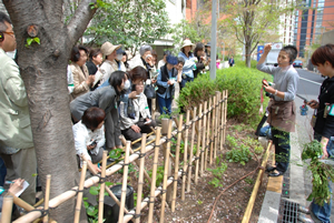 ガーデニングクラブのもう一つの活動フィールドになっている『六本木さくら坂』。日本原産の植物をテーマに植栽している。