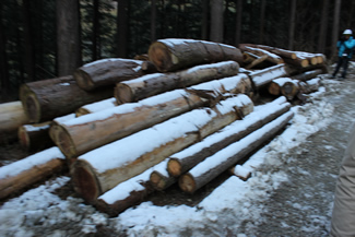 林道脇に積み上げられた丸太は、林道開設の際に切り倒された木々。これらの木が、薪燃料製造施設に運び込まれていく。