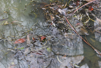 水面に見えるヤマアカガエルの卵塊。