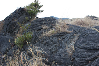 縄状に固まった溶岩。さまざまな形に固まった姿の溶岩が見られる。