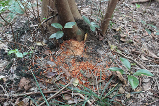 ヒサカキの根元にコロコロと小さな赤い球体がこぼれ落ちている。木の幹に入り込んだゴマフボクトウが孔から吐き出したフンだ。ヒサカキは赤みを帯びた木色をしているため、ゴマフボクトウのフンも赤くなるのだという。