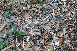 森の中、鳥の羽が散らばっていた。まだ真新しい、キジバトが捕食された現場の痕跡だ。