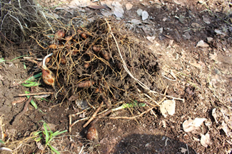 ヘメロカリスの根元には、楕円形の塊が付いているのが見える。宿根草といって、この塊に栄養分を蓄える。