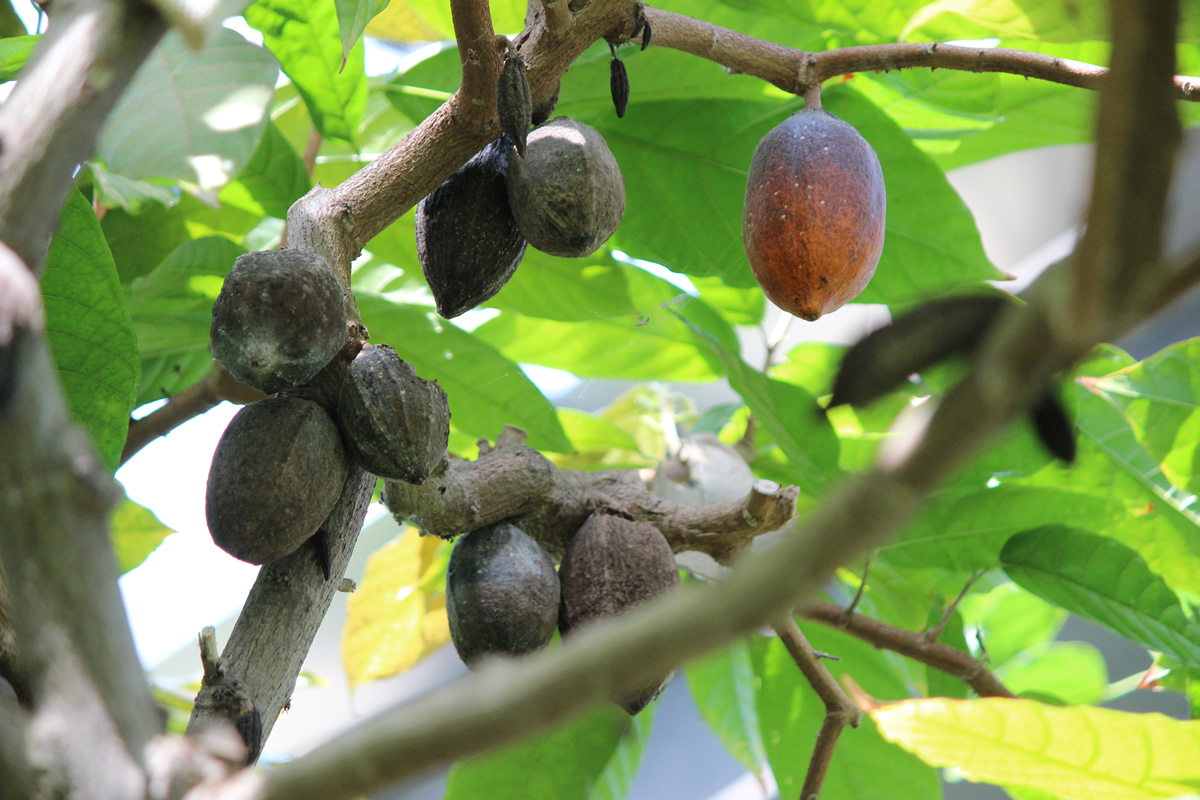 温室の中にはカカオの実が垂れ下がっているのも見られる。木の幹には「実がなっています」と表示する矢印型の案内がぶら下がり、ちょうど目線の高さには、果実の中の種子がチョコレートとココアの原料になるとの解説も表示される。