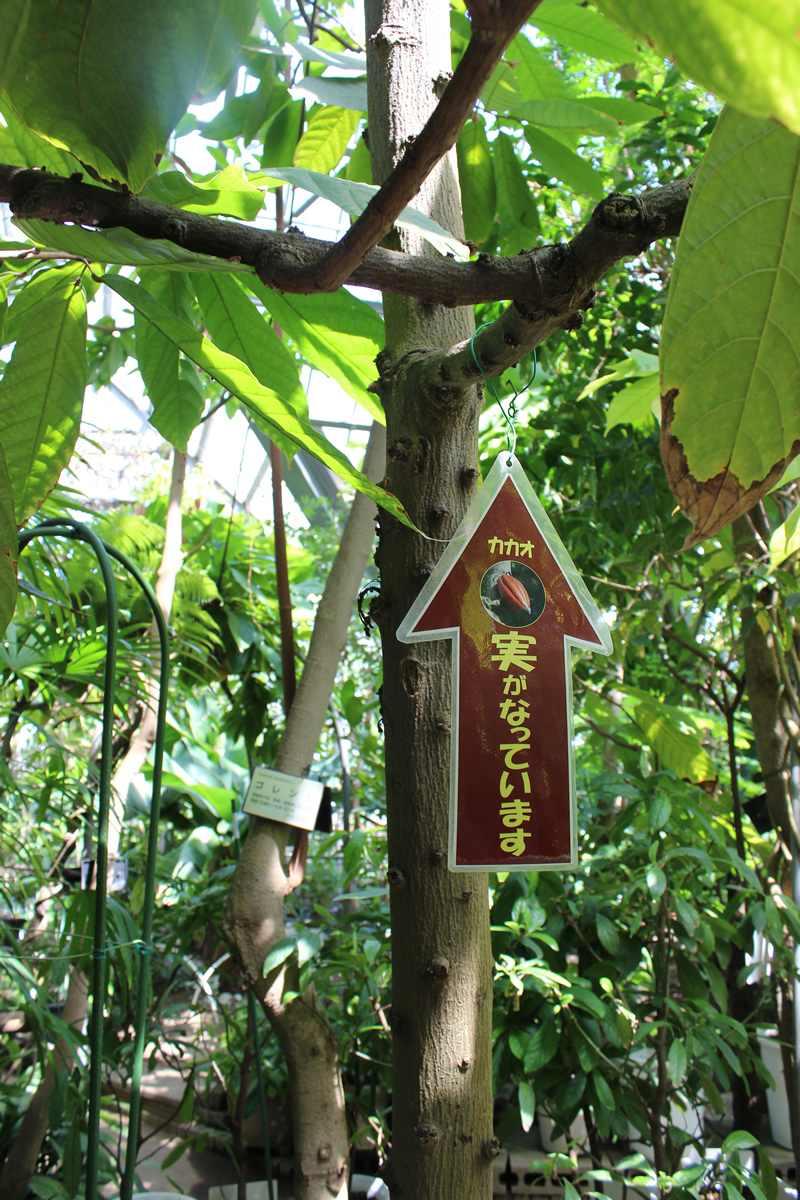 温室の中にはカカオの実が垂れ下がっているのも見られる。木の幹には「実がなっています」と表示する矢印型の案内がぶら下がり、ちょうど目線の高さには、果実の中の種子がチョコレートとココアの原料になるとの解説も表示される。