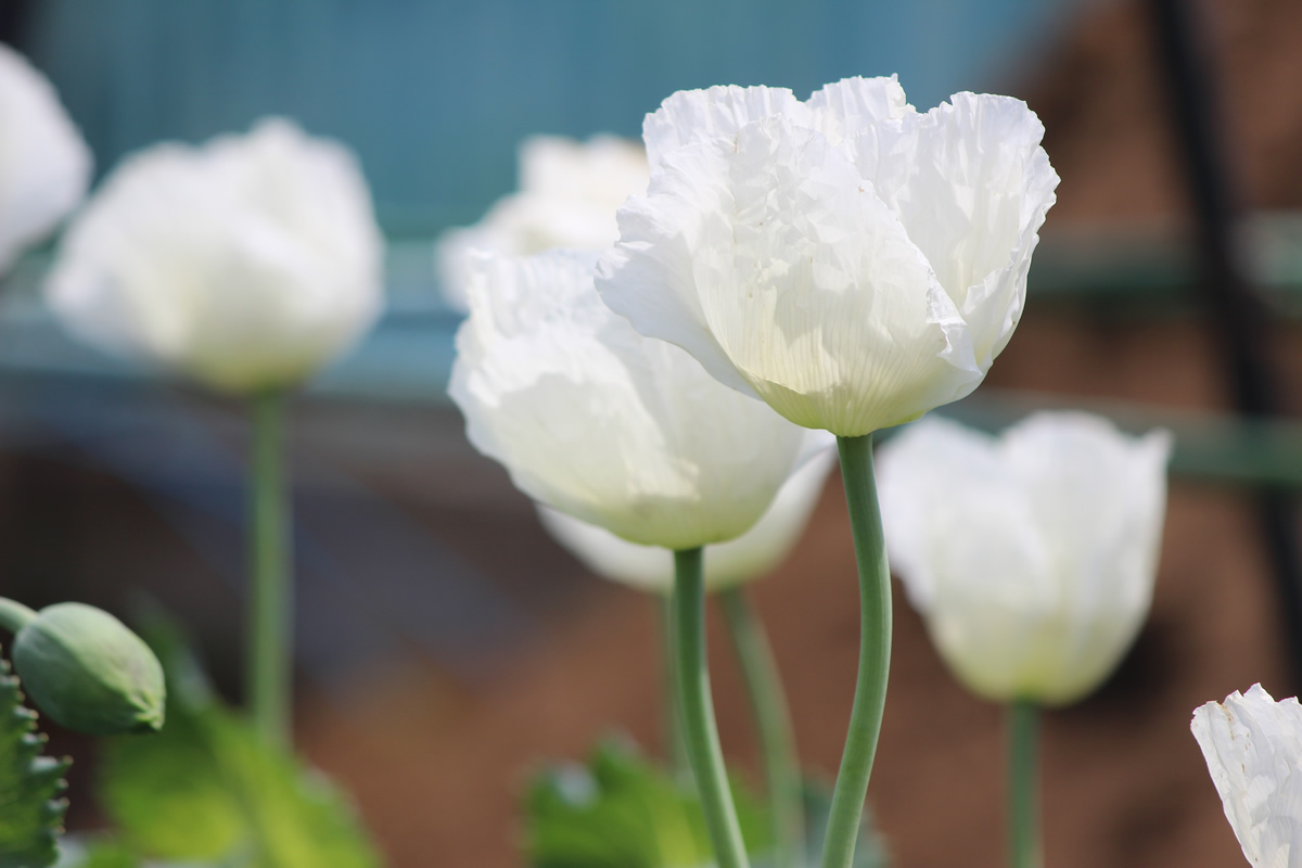 白く大きな花を咲かせているのが、パパベル・ソムニフェルム種の一貫種と呼ばれる品種。