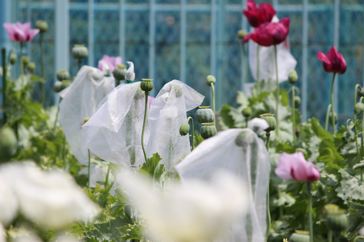種を採るケシの花には、交雑を防ぐための袋を被せてある。これらは一つ一つ職員が受粉作業をしている。