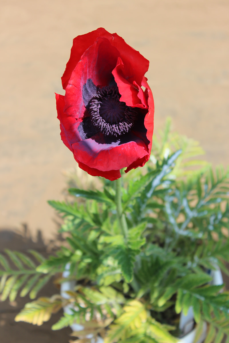 鮮やかな深紅色の花が特徴的なハカマオニゲシは、あへん法ではなく麻薬及び向精神薬取締法で栽培や所持が規制される。