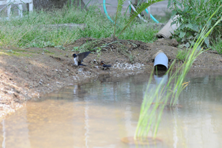 池ができて、鳥やトンボもたくさん来るようになった。池にやってきた、ムクドリ（左）とツバメ（右）。