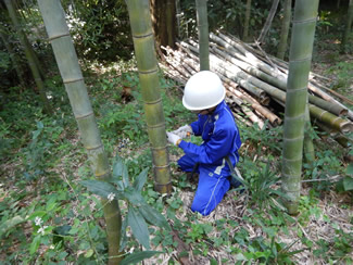 国立天文台での竹林整備の活動。