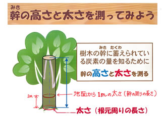 木の身体測定の測定方法。