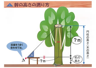 木の頂点に合わせて机の位置を調整したら、木までの距離を測って高さを算出する。