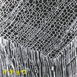 木の断面の電子顕微鏡写真。樹種によって密度や壁の厚みなどが異なる（イチョウ）。『木材の構造 ─走査電子顕微鏡図説─』（一般社団法人日本森林技術協会発行）より、日本建築学会メンバーが加工して作成。