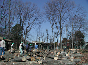 2004年（平成16年）2月の伐採作業の様子　前会長の在原博さんの指導の下、会員自ら綱を引き、伐採した。（福生萌芽会提供）