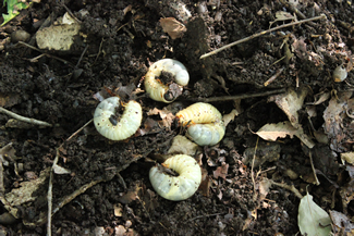 落ち葉集積所を掘り返すと、カブトムシの幼虫がごろごろと現われてくる。落ち葉を分解し、土をつくって、雑木林の物質循環を担う。