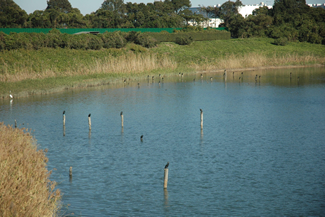 ネイチャーセンターの前に広がる潮入りの池の干潟で休息する野鳥たち。