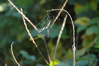 ジョロウグモが秋の日を浴びながら、巣のなかでえものを待っている。