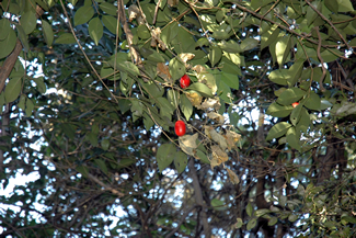 木に絡まったつるに実ったカラスウリ。赤い色が緑に映える。
