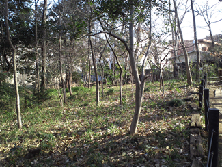 きれいに整備された駒場野公園の雑木林