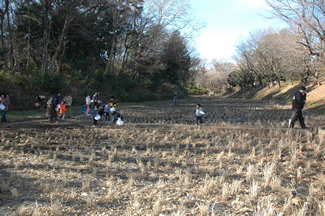 「ケルネル田んぼ」の畦で七草をさがす参加者たち。