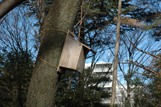 公園内の木にかけられた野鳥の巣箱。巣箱づくりや巣箱の中身調査も自然クラブの活動の1つ。
