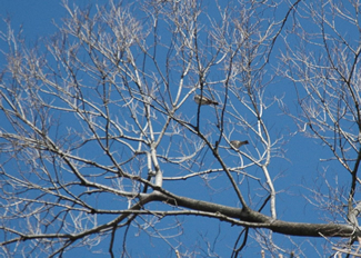 梢にとまるヒヨドリが見えた。木々が葉を落としている冬は、野鳥の姿をとらえやすく、ほかの季節と比べて野鳥観察には適している。