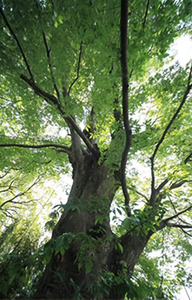 羽村橋のケヤキ　樹枝全体が鞠状をした都内でも有数の名木