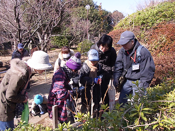 冬芽の観察（羽根木公園で）