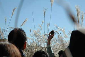 自然観察会のガイドさんが手に掲げているのは､カヤネズミの古い巣。